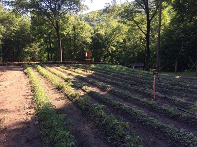 garden